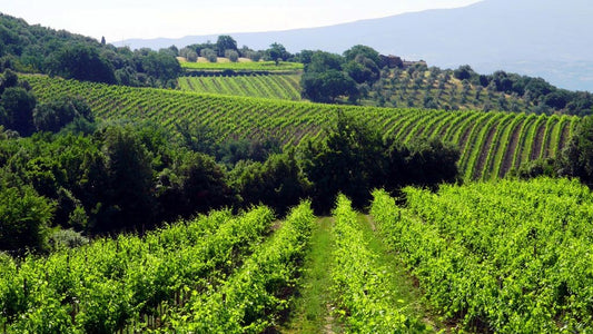 Late release: 2004, 2001 plus 2015 Brunello di Montalcino Riserva Poggio Al Vento, Col d’Orcia