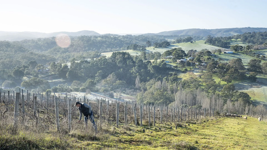 The 2020 vintage from Bekkers: 'outstanding clarity and exquisite balance'