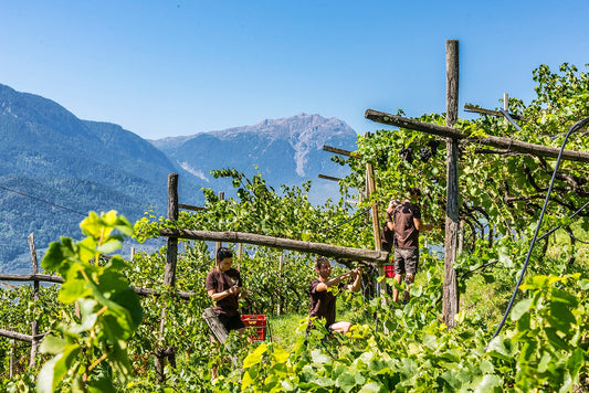NEW RELEASE: 2021 Vorberg, Pinot Bianco Riserva, Terlano 'it seems to have everything' £180 per 6 bottles in bond