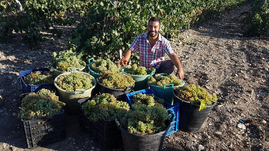 Vermentino, Guerra e Pace, Oddovini - Never known a white like it from Sicily