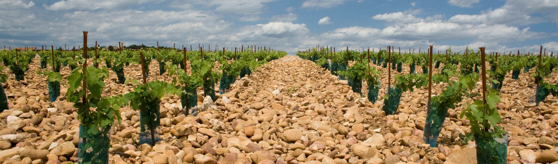 Southern Rhône 2011