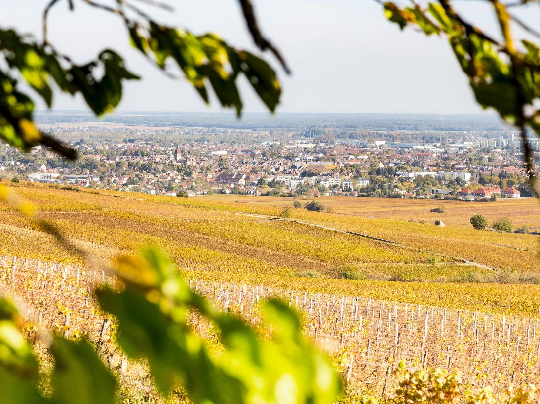 Burgundy 2011