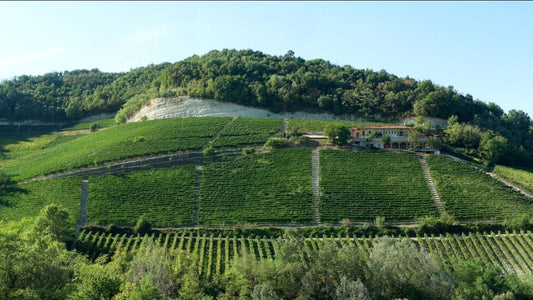 The outstanding 2020 Barolo of Elio Grasso including the first release of the 100-point 2016 Riserva Runcot