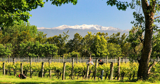 2020 Pinot Noir, Ata Rangi