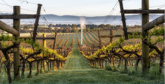 NEW RELEASES 2021 Pinot Noir and Chardonnay from Curly Flat 'A dream growing year that we happily liken to one of our best'