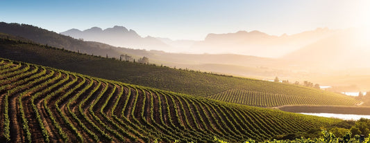 NEW RELEASE : 2020 Chenin Blanc Reserve, DeMorgenzon - "Setting the pace for outstanding Stellenbosch Chenin Blanc" - Neal Martin, Vinous