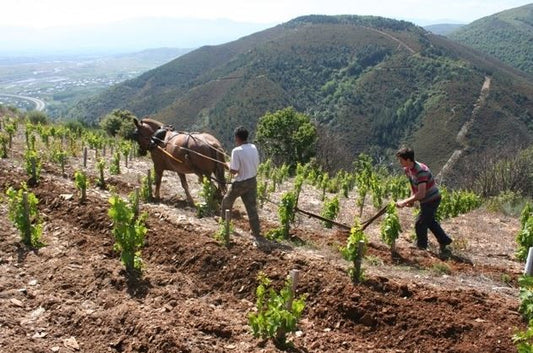 2021 Paixar, Bodegas Luna Beberide