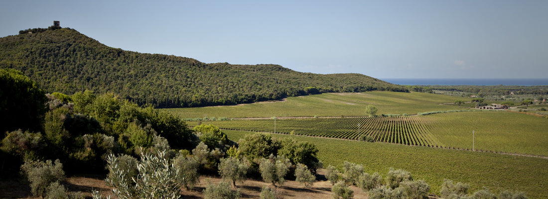 Antinori Marchesi, Guado al Tasso, Cont'Ugo 2012