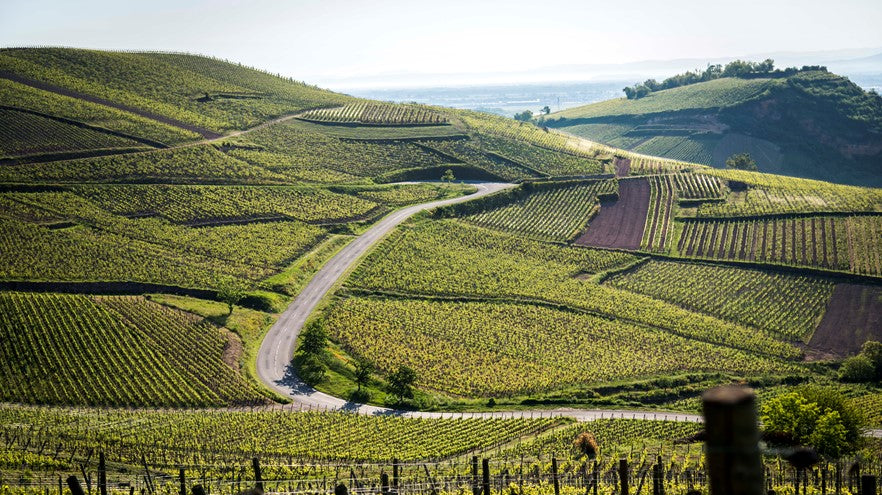 2016 Riesling, Grand Cru Hengst, Josmeyer - the kind of Riesling you can only find in Alsace