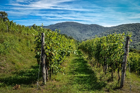 2017 Schioppettino di Cialla, Ronchi di Cialla The 'liquid magic' is back