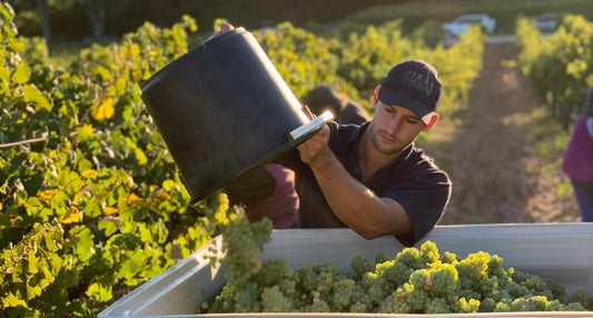 2019 Riesling Reserve, ‘The Merle’, Pikes – limited production, unlimited potential