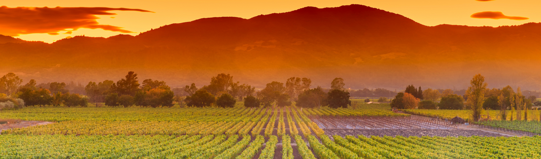 Vintage and Non-Vintage Champagne de Sousa
