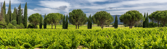 2012 Syrah, Toby Bekkers