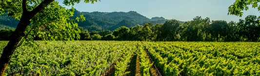 Pierre-Yves Colin-Morey, Pernand Vergelesses Blanc, En Caradeux, 2012