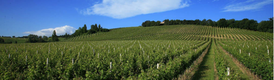 2013 Mixed Case Kapcsándy Family Winery