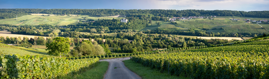 Beaucastel Roussanne 2013