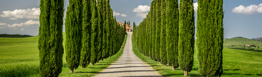 Vietti’s Barolo Castilgione in a Mixed Vintage Case - a chance to compare three strongly-rated vintages