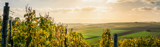 Two Cru Barolo from Francesco Rinaldi - 'pretty stellar' with 'tons of finesse'