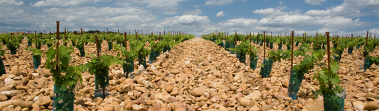 2016 Château Haut-Simard - the finest yet from the Vauthiers of Château Ausone fame