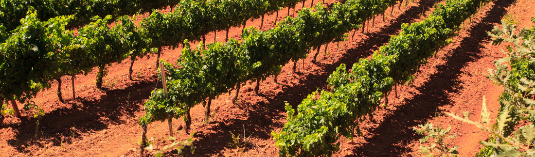 2016 Gattinara, Nervi