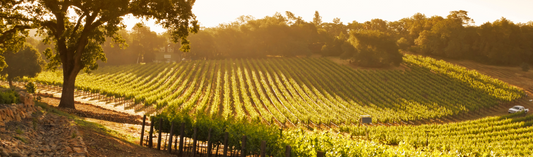 2016 I Sodi San Niccolo, Castellare di Castellina - "The single most overlooked high-end wine in Tuscany today"