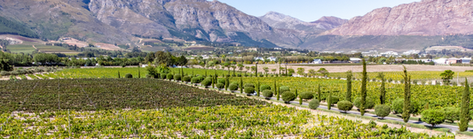 2016 Pinot Bianco Riserva, Vorberg, Cantina Terlano