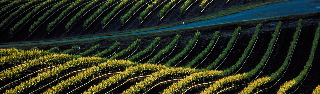 2016 Garmón - a rising star from the Ribera del Duero