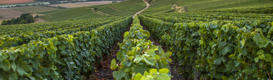 2017 Moulin-à-Vent, Château des Jacques