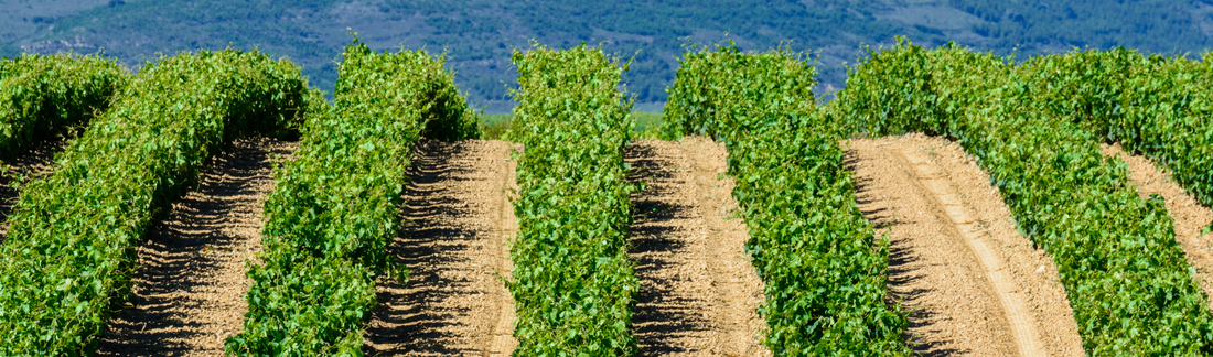 NEW RELEASES - 2017 Pinot Noir and Chardonnay from Curly Flat - the king of cool