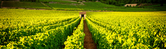 NEW RELEASES - The outstanding single vineyard 2018 Barbaresco from La Ca' Nova