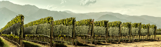 2018 Bobal al Limit, Las Mercedes - a gem from undiscovered Spain