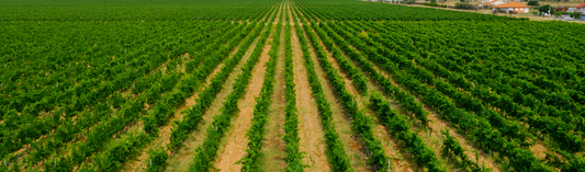 2018 Château Haut-Bailly