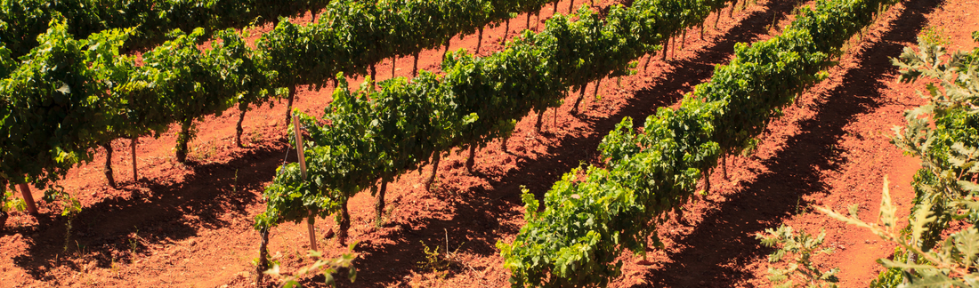 2018 'Podium' Garofoli - Verdicchio, but not as you know it