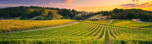 NEW RELEASES : Bordeaux 2019 en primeur - Châteaux Canon and Rauzan-Ségla plus Berliquet