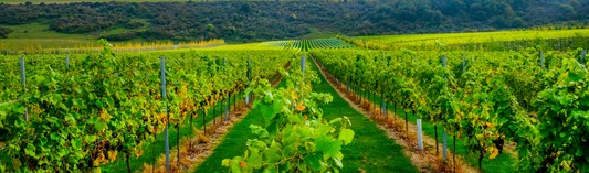 NEW RELEASE : Bordeaux 2019 en primeur - Château Brane-Cantenac