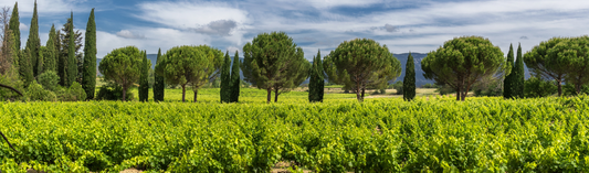 NEW RELEASE : Bordeaux 2019 en primeur - Château Grand Puy Lacoste