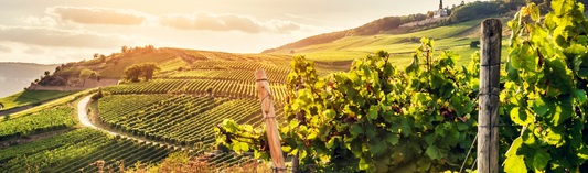 Finding value in 2019 Bordeaux - Haut Bailly II (deux)