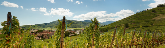 NEW RELEASES: Novum Marlborough Chardonnay and Pinot Noir - Pleasure and suavity seem to be the name of the game