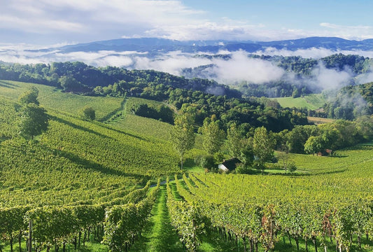 NEW: The outstanding 2019 releases from Weingut Tement : 'Austria's number one wine producer'
