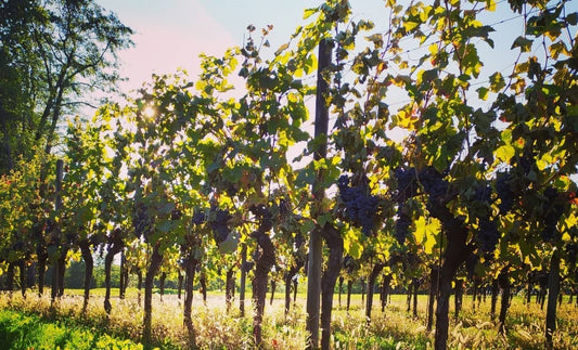 NEW RELEASE: 2018 Schioppettino Monte dei Carpini, Giovanni Dri - the return of a new friend