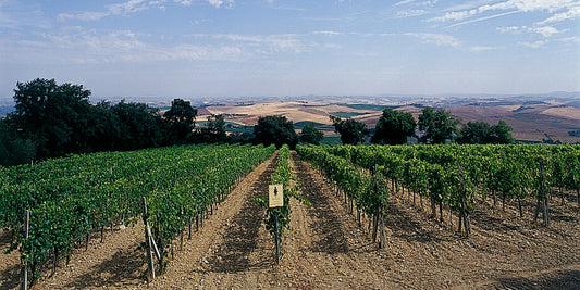 2016 Brunello, Fuligni : "Brunello doesn’t get much better than this" 99pts Ian D'Agata