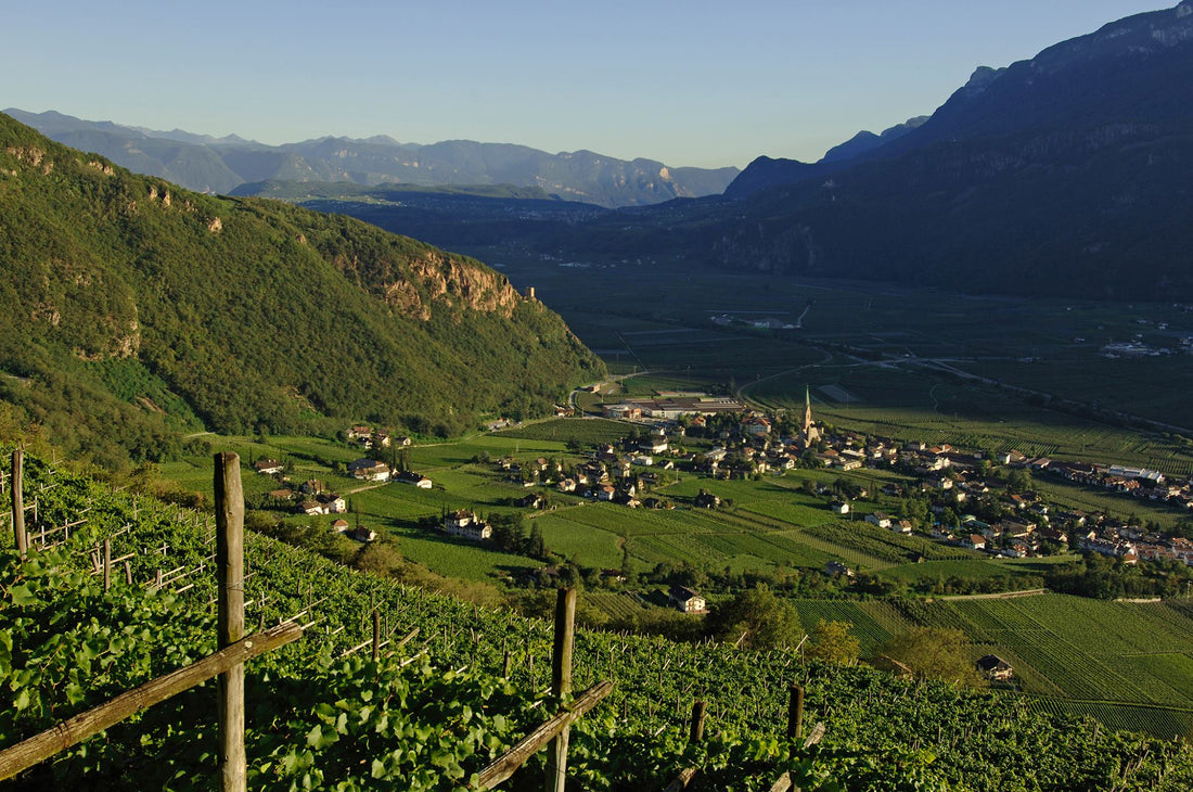 Cantina Terlano's Pinot Bianco Vorberg 2018 - individual and ageworthy