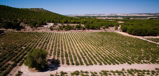 2017 Garmón - exceptional class from one of Ribera del Duero's most exciting producers