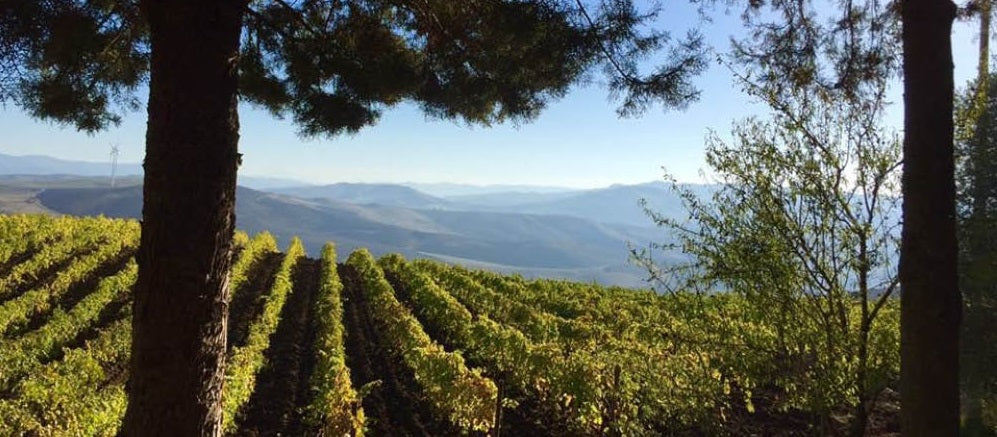 2016 Nero d'Avola, 'Vrucara', Feudo Montoni - 'an absolute benchmark'