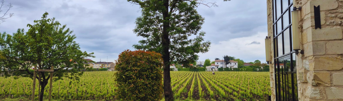 Read our exclusive Bordeaux En Primeur 2023 Pre-Report