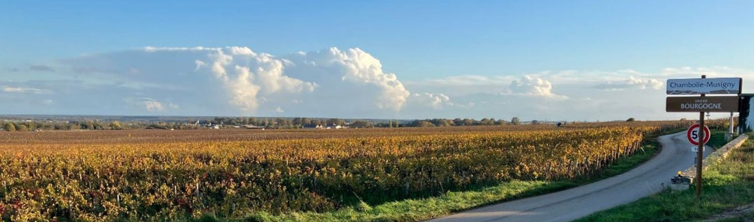 Burgundy 2022 Vintage Report