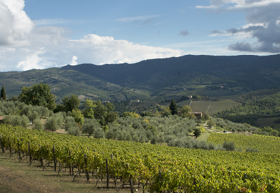 Le Cinciole - A trio of great Tuscan wines
