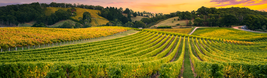 Domaine Latour-Giraud 2018s getting the critical acclaim they deserve