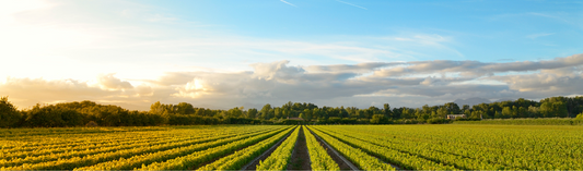 EXCLUSIVE: The staggering first releases from Hundred Hills : undoubtedly 'one to keep an eye on'