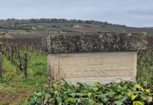 Burgundy 2024: Domaine Sylvain Cathiard